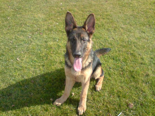 berger allemand - Berger Allemand