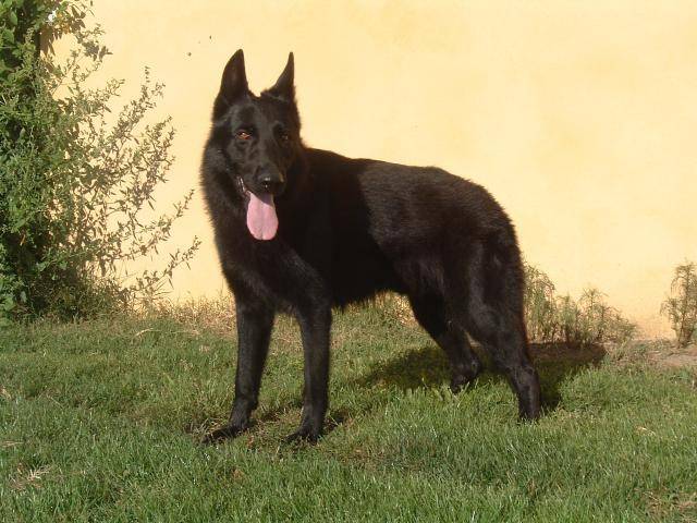 BERGER ALLEMAND NOIR, SAXO DES WALLABIES - Berger Allemand
