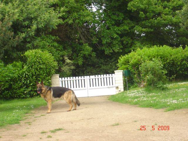 colby berger allemand - Berger Allemand