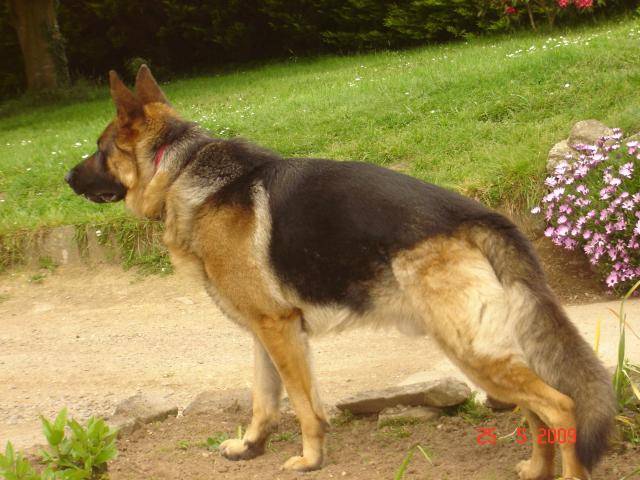 colby berger allemand - Berger Allemand