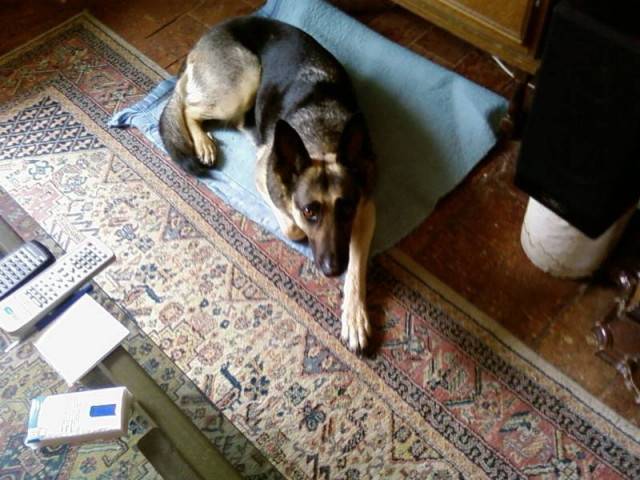 rita - Berger Allemand (7 mois)