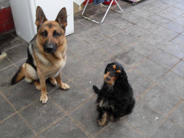 berger allemand Mack - Berger Allemand