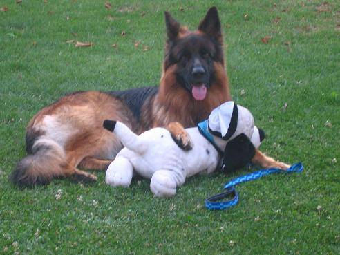 BERGER ALLEMAND BARRY DE GERONIMO - Berger Allemand