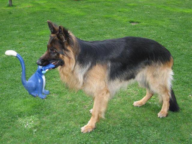 BERGER ALLEMAND BARRY DE GERONIMO - Berger Allemand