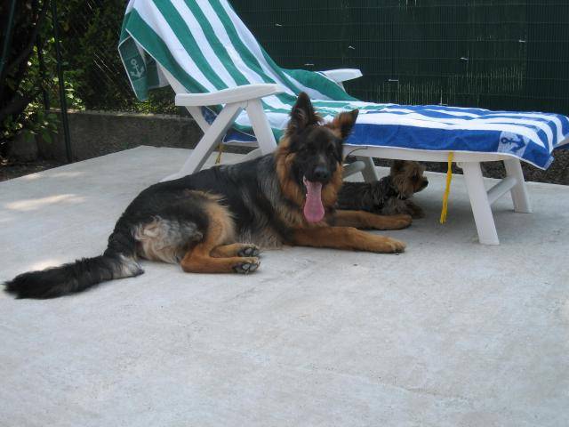 BERGER ALLEMAND BARRY DE GERONIMO - Berger Allemand
