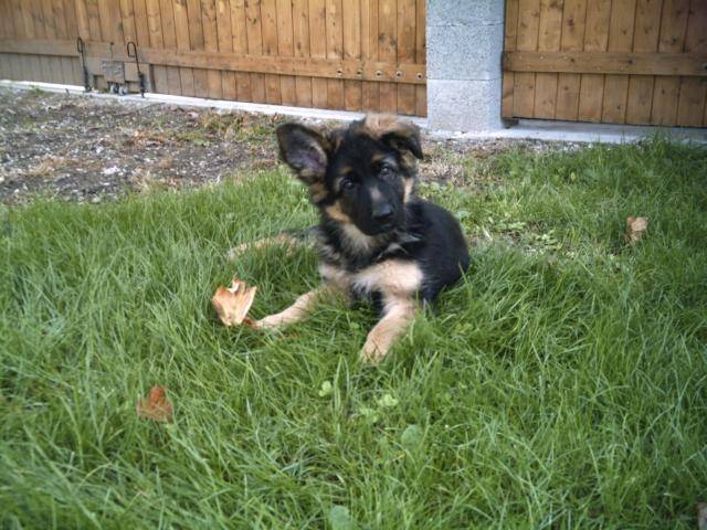 BARRY DE GERONIMO BERGER ALLEMAND - Berger Allemand