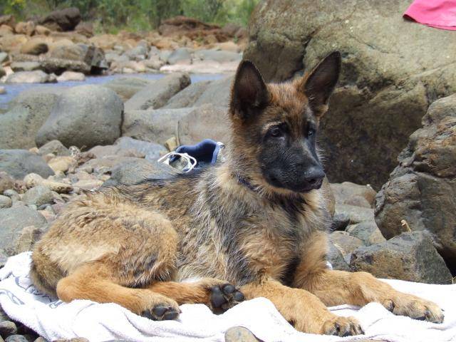 Berger Allemand , Eagles - Berger Allemand
