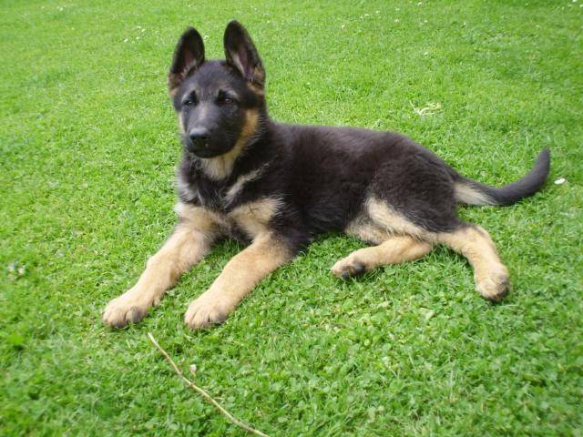 berger allemand roxy - Berger Allemand