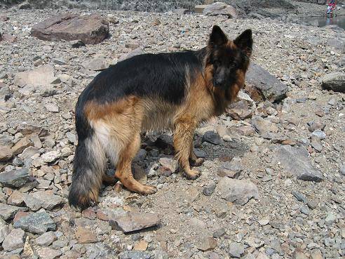 BERGER ALLEMAND BARRY DE GERONIMO - Berger Allemand