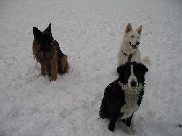 BERGER ALLEMAND BARRY DE GERONIMO - Berger Allemand