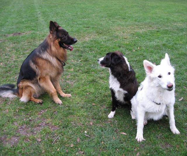 BERGER ALLEMAND BARRY DE GERONIMO - Berger Allemand
