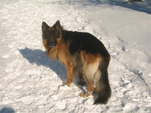 BERGER ALLEMAND BARRY DE GERONIMO - Berger Allemand