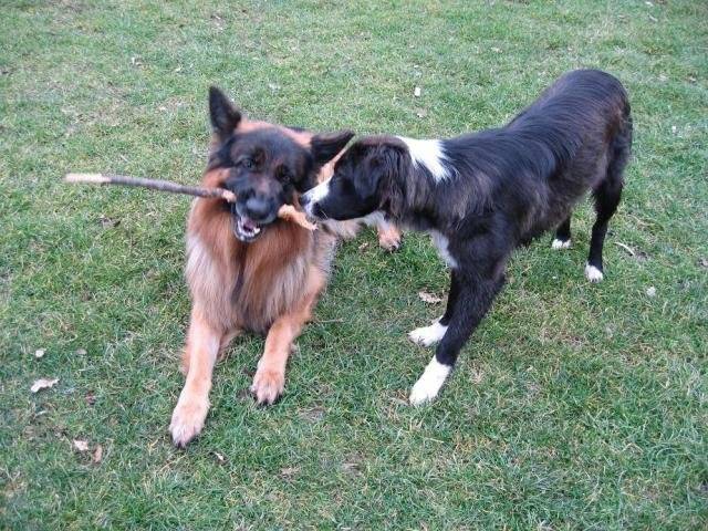 BERGER ALLEMAND BARRY DE GERONIMO - Berger Allemand