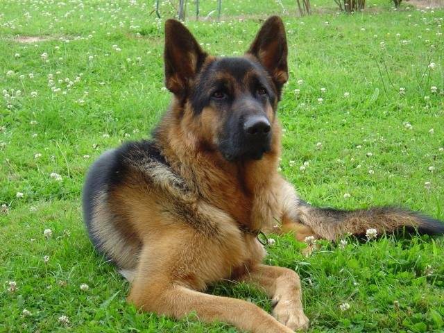 darko berger allemand - Berger Allemand