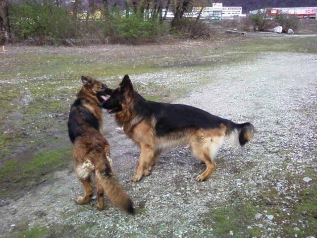 BERGER ALLEMAND BARRY DE GERONIMO - Berger Allemand