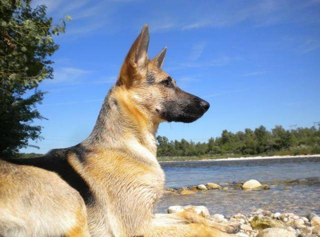 Berger Allemand Evy Cara - Berger Allemand