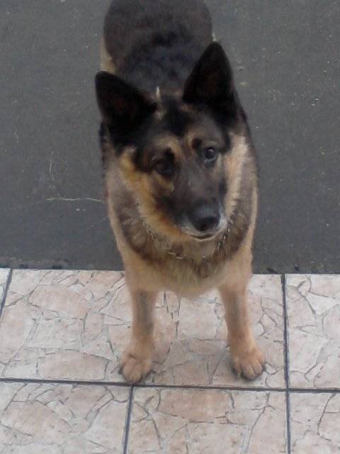 Eclipse Berger Allemand - Berger Allemand