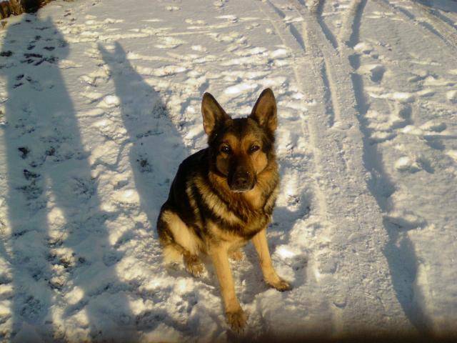 berger allemand il s appel orion - Berger Allemand