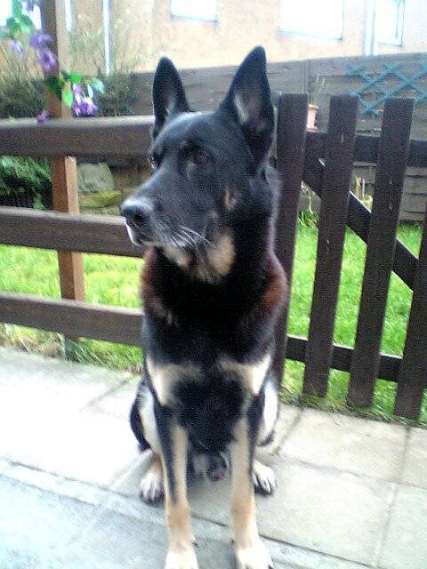 berger allemand dex - Berger Allemand