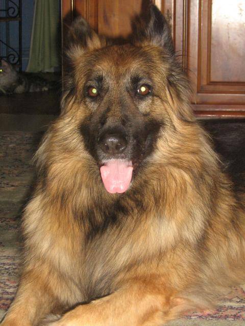 berger allemand - Berger Allemand