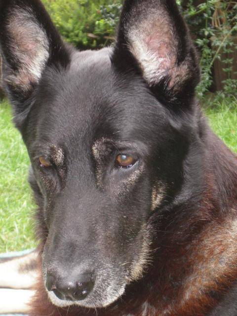 dex berger allemand - Berger Allemand