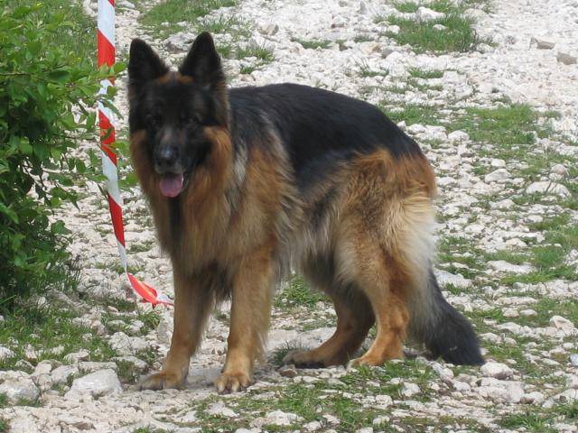 Barry de Géronimo berger allemand de 4 ans et demi - Berger Allemand (4 ans et demi)