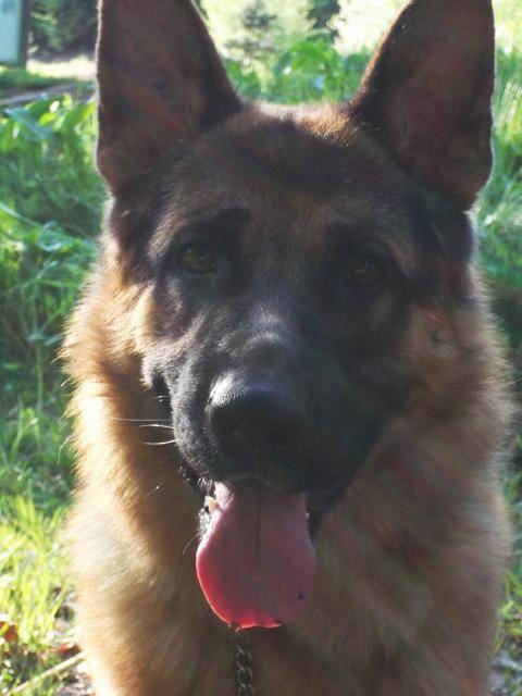 falkon berger allemand - Berger Allemand