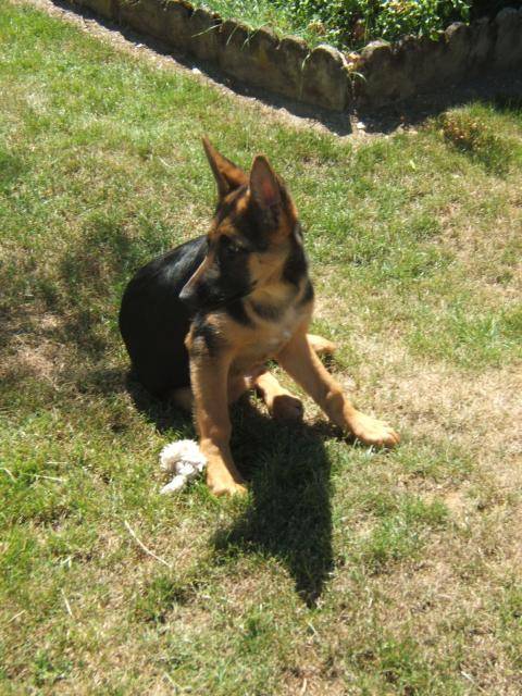 berger allemand guellye - Berger Allemand