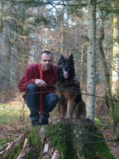 Berger allemand "Fidel" - Berger Allemand