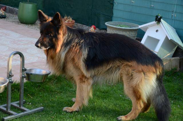 BERGER ALLEMAND BARRY DE GERONIMO - Berger Allemand