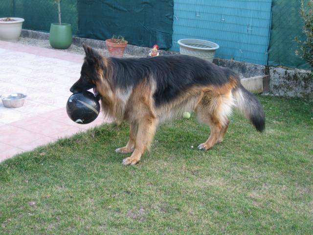 BARRY DE GERONIMO BERGER ALLEMAND - Berger Allemand