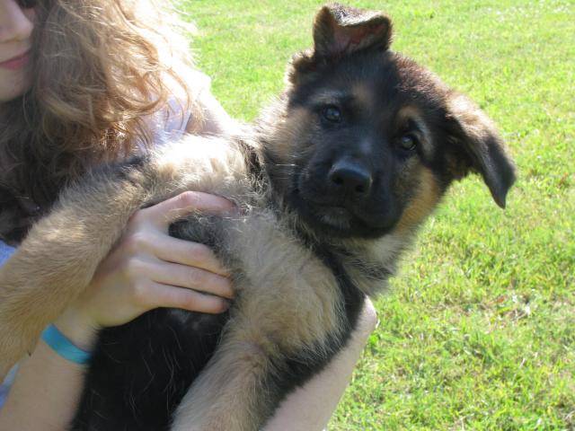 Hayley, berger allemand - Berger Allemand