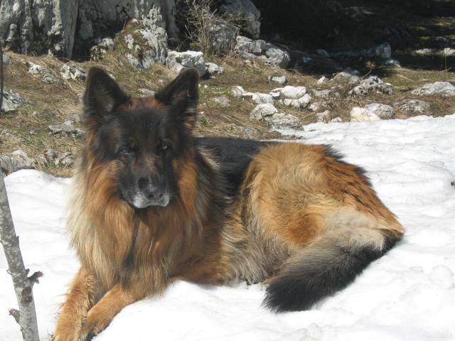 BERGER ALLEMAND BARRY DE GERONIMO - Berger Allemand