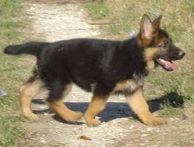 SPARKY,berger allemand(mon futur chien) - Berger Allemand