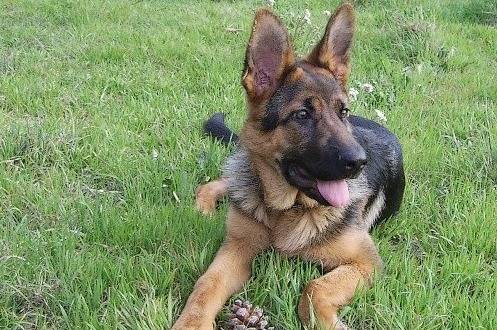Cidjie - Femelle Berger Allemand de 5 mois - Berger Allemand (5 mois)