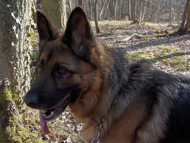 Adja du Normont BA de 2 ans et demi - Berger Allemand (2 ans et demi)