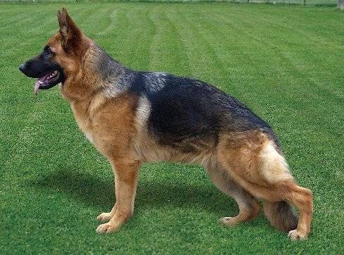 BONNY du Dé d' Or - Berger Allemand