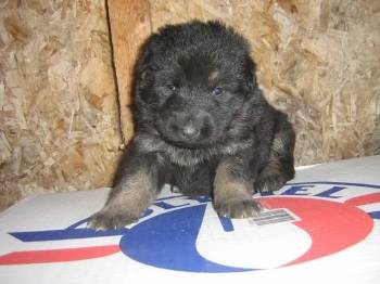 rex(bébé) - Berger Allemand Mâle