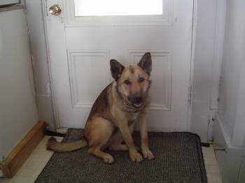 rex - Berger Allemand Mâle (10 mois)
