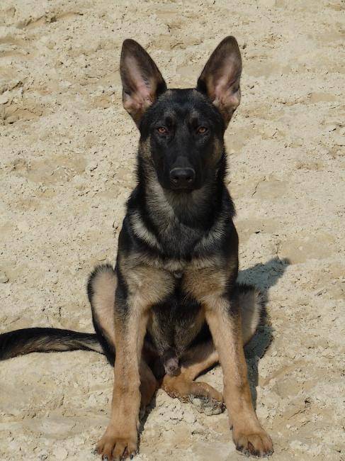 Eylan, jeune Berger Allemand - Berger Allemand