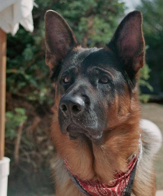 Beau portrait de Cisko - Berger Allemand