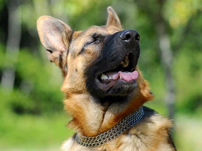 Photo Berger Allemand : Efflam du Parcaou - Berger Allemand