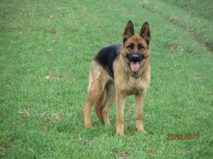 D - Berger Allemand (2 ans)