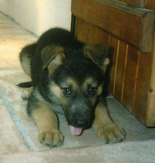 Ulysse chiot à 2 mois - Berger Allemand (2 mois)