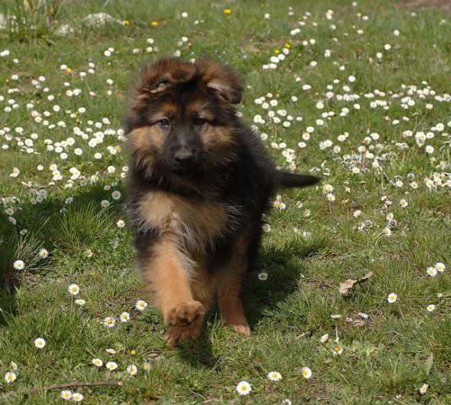 Chiot Berger Allemand à poils longs - Ba'Kita - Berger Allemand
