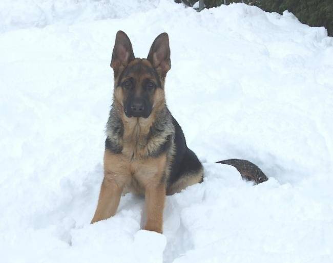 Falcon dans la neige - Berger Allemand