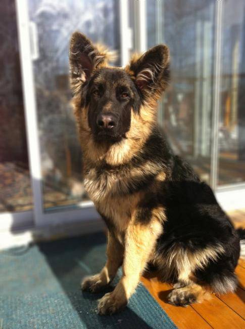 Nouk 8 mois, fils d'India et Beta - Berger Allemand (8 mois)
