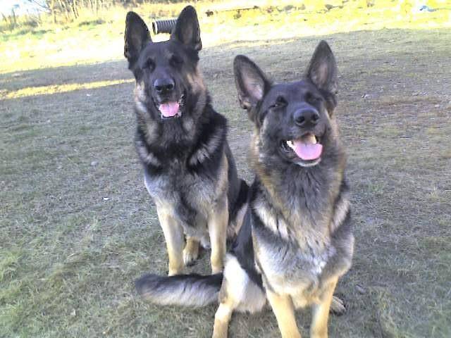Sierra et Beta, Bergers Allemands - Berger Allemand