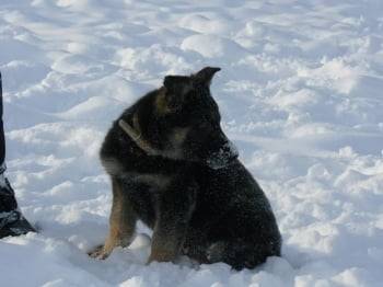 lady - Berger Allemand (2 mois)