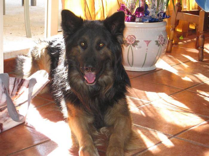 Titou 1 an et demi - Berger Allemand
